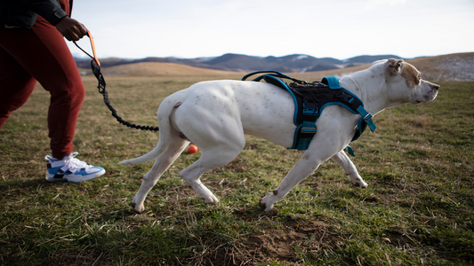 Why you should use a harness when walking your dog.