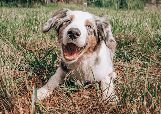 5 ways to keep your dog healthy