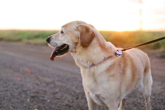To leash or not to leash - this is the question