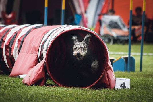 5 tips on starting dog agility training
