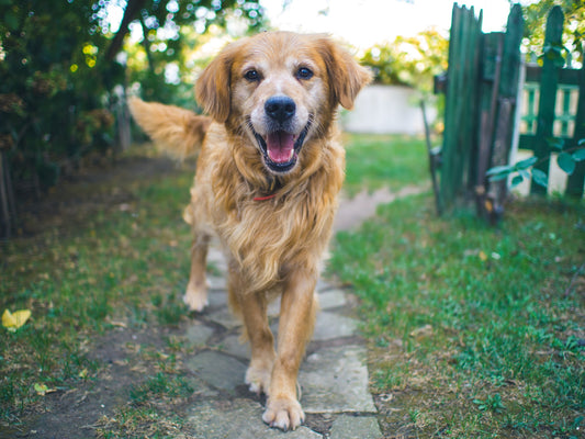 Is your dog happy?