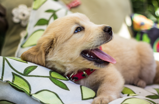 3 TIPS - How to choose the right bark collar for your dog