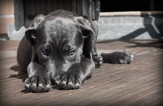 5 signs your dog may be stressed