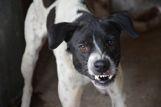 Why your dog behaves badly and how to fix it