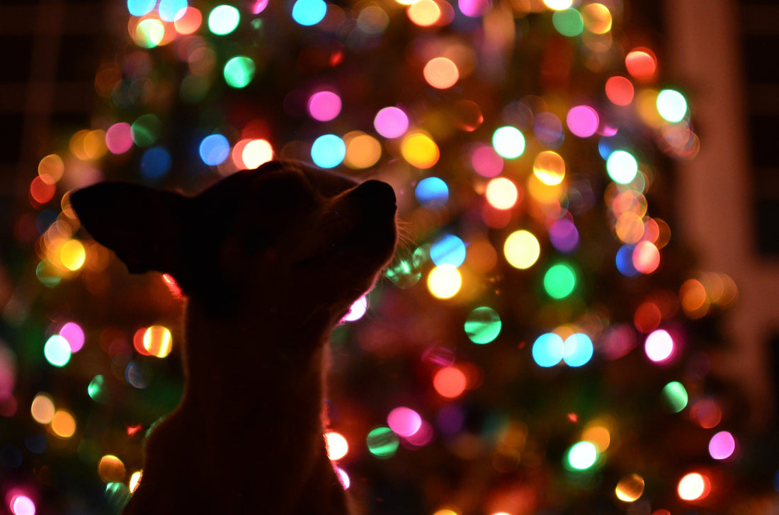 5 ways to dog-proof your Christmas Tree