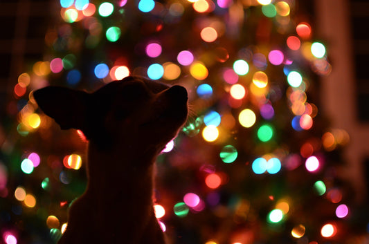5 ways to dog-proof your Christmas Tree