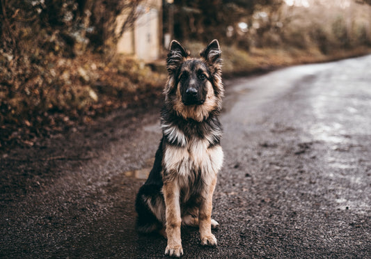The top 5 things to keep in mind when training your dog