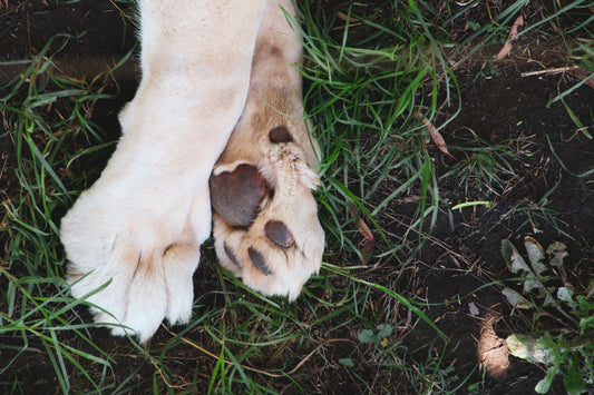5 tips to maintain your dog's joints healthy