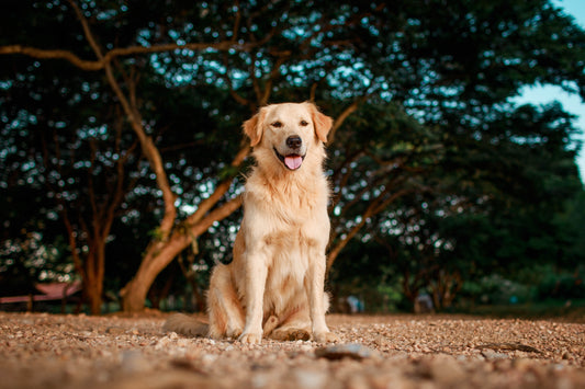Getting a pure breed or a mixed breed dog