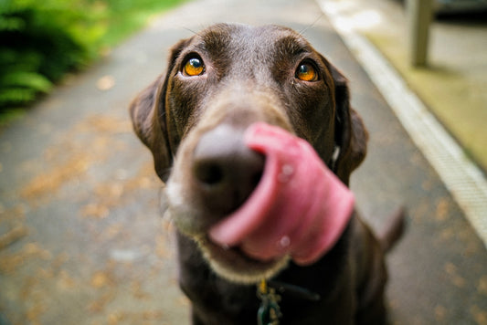 Healthy snacks you can enjoy with your dog