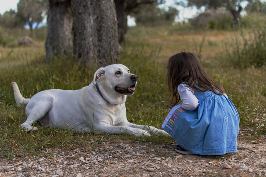 How to make sure your dog is kid friendly