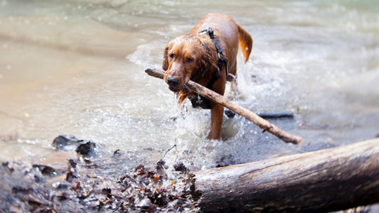 Dog friendly summer activities