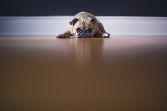 Separation Anxiety - what it is and how to over come it