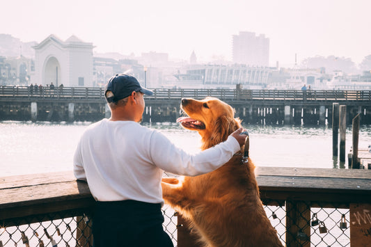 3 Ways to earn your dog's trust