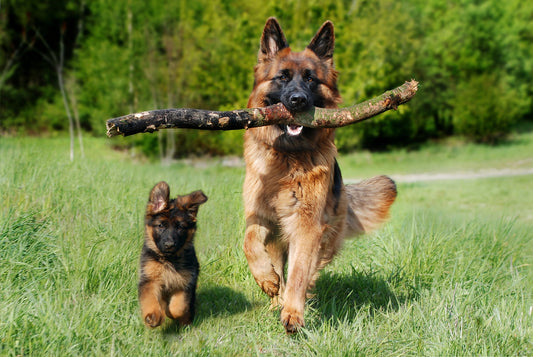 Doggy developmental stages and what you can expect