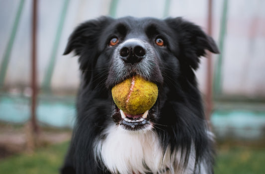 5 Dog Breeds that need a lot of exercise