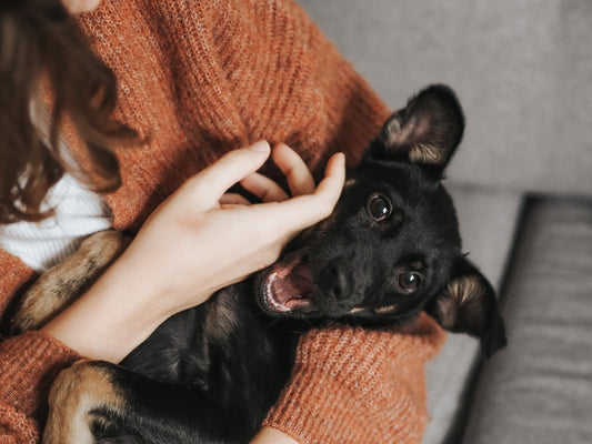 FAQ for new dog owners