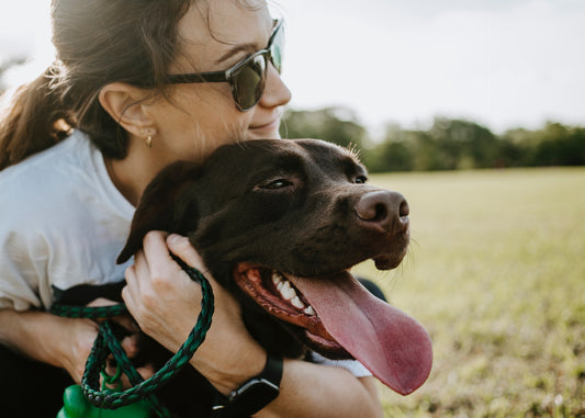 Biggest dangers for dogs in the summertime