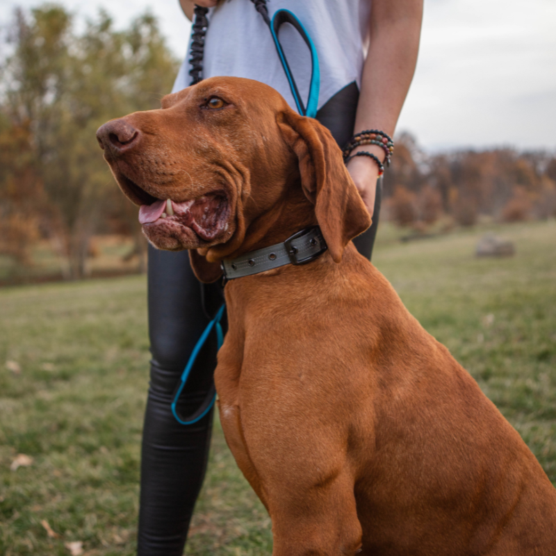 Heavy Duty Dog Collar with Handle