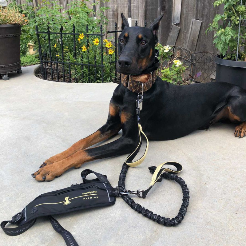 Special Edition Hands Free Leash