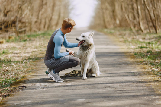 7 Commands your dog should learn