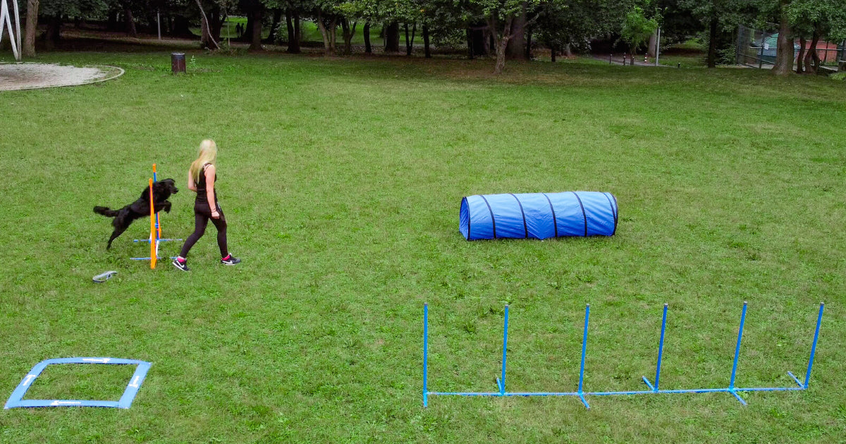 Outdoor Dog Exercise Equipment