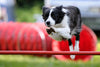 Dog Agility: what it is and what you need to know