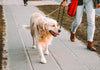 5 tips on choosing the best leash for your dog