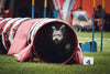 5 tips on starting dog agility training