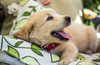 3 TIPS - How to choose the right bark collar for your dog