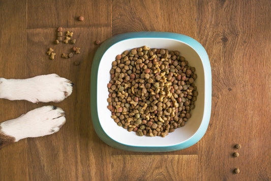 Choosing the best food for your dog