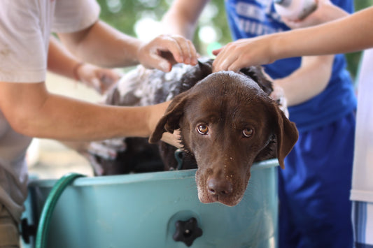 How often should you wash your dog?