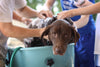 How often should you wash your dog?