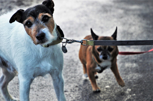 Why dogs pull on their leash and how to fix it