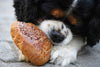 7 Foods to avoid feeding your dog