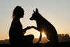 7 reasons why you should train your dog