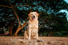 Getting a pure breed or a mixed breed dog