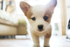 5 Tips on Potty Training your Puppy