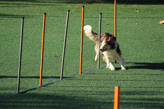 Different types of dog agility obstacles