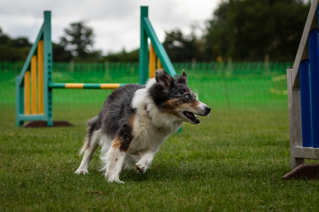 3 things to avoid when training for dog agility