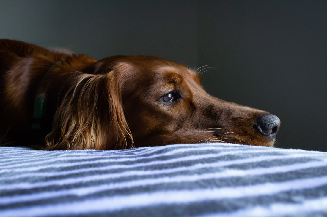 5 signs your dog might be sick