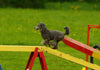 Setting up your first dog agility course